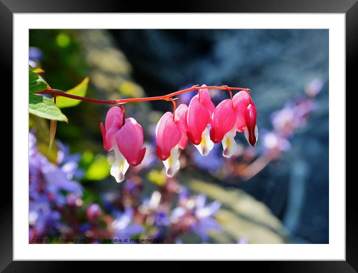 The Beautiful "Bleeding Heart" flower Framed Mounted Print by Frank Irwin