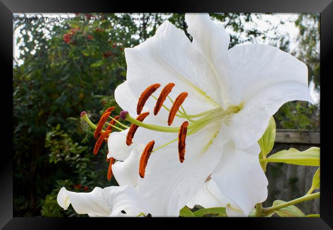 The Beautiful Casa Blanca Lily Framed Print by Frank Irwin