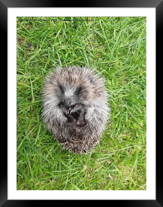 A cute little Hedgehog in our garden Framed Mounted Print by Frank Irwin