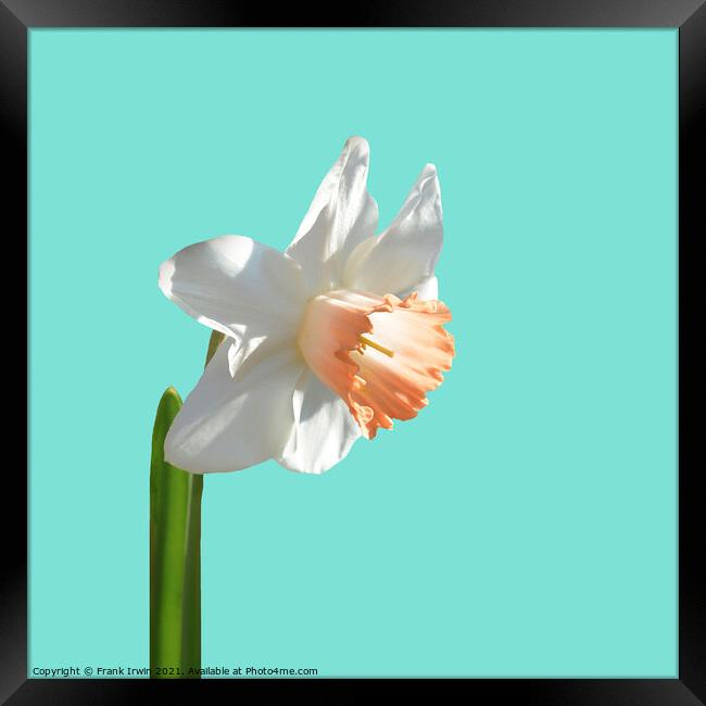 A beautiful multi-coloured Narcissus Framed Print by Frank Irwin