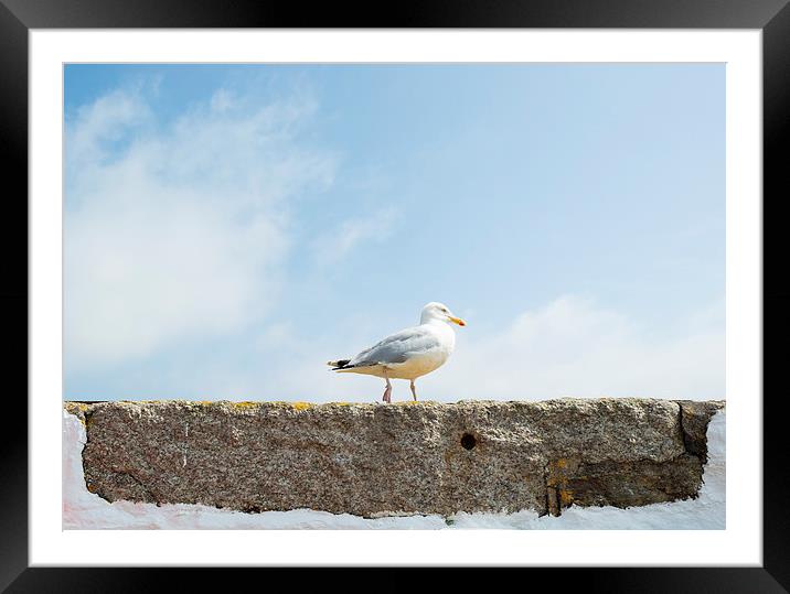 Seagull on a wall Framed Mounted Print by Roger Byng