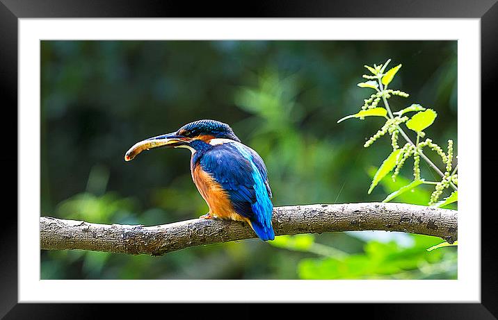 Kingfisher With Minnow Framed Mounted Print by Roger Byng