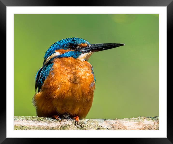 The Kingfisher Framed Mounted Print by Roger Byng