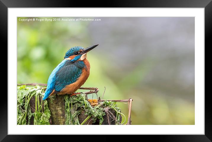  The Kingfisher At Rest Framed Mounted Print by Roger Byng