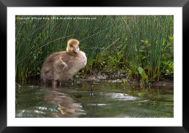 The Lonely Gosling Framed Mounted Print by Roger Byng