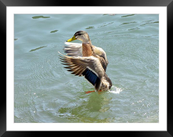 flying duck Framed Mounted Print by karen abraham