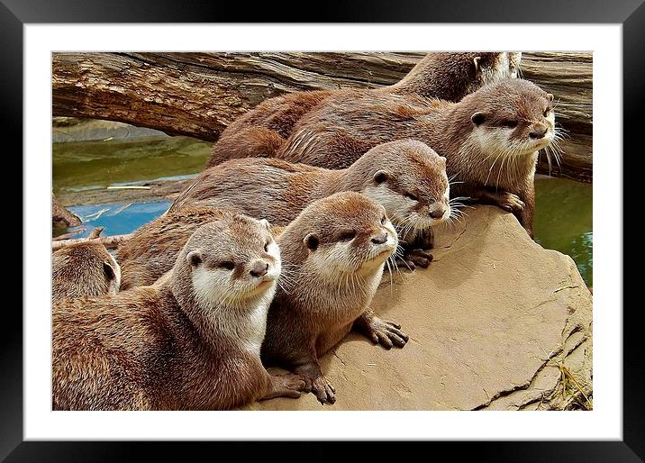 otter group Framed Mounted Print by Ali Dyer