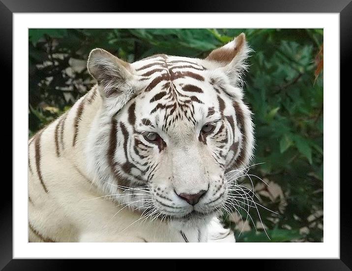 white tiger Framed Mounted Print by ali dyer