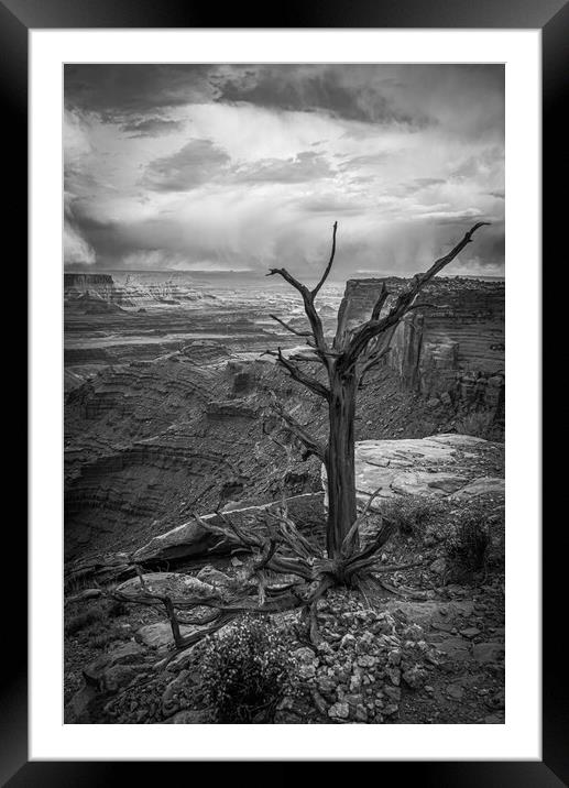 Sentinel Tree Framed Mounted Print by Gareth Burge Photography