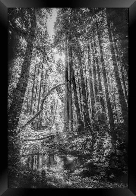  Mono Sunlit Forest Framed Print by Gareth Burge Photography