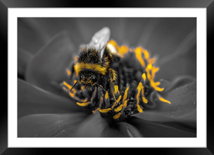 Messy Eater! Framed Mounted Print by Gareth Burge Photography