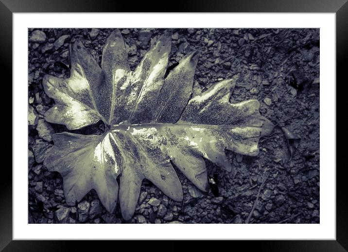 Wet leaf Framed Mounted Print by Gareth Burge Photography