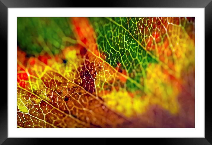 Autumn Rainbow Framed Mounted Print by Gareth Burge Photography