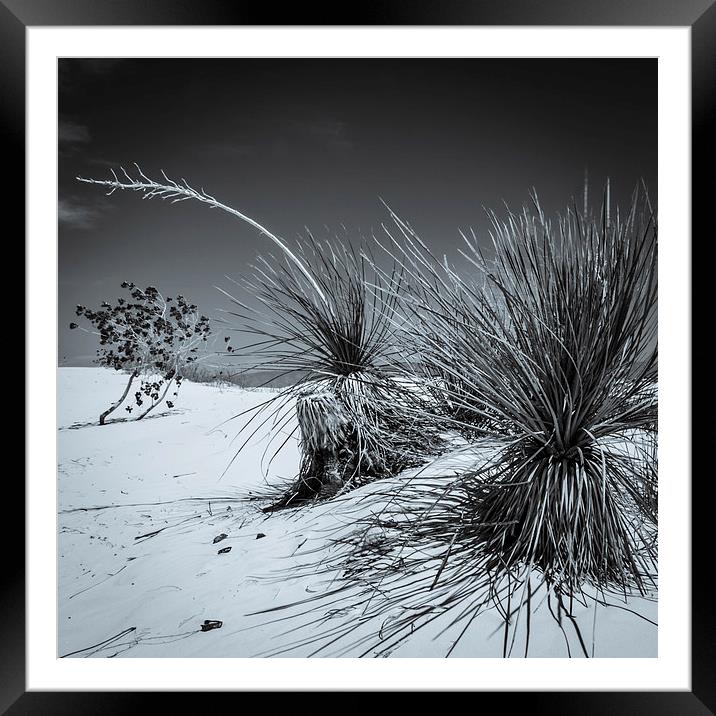 Yucca #3, White Sands Framed Mounted Print by Gareth Burge Photography
