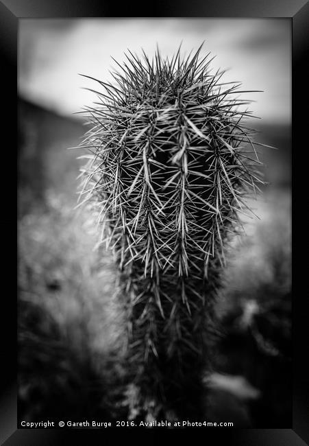 Fish Hook Cactus, Superstition Mountains, Arizona Framed Print by Gareth Burge Photography