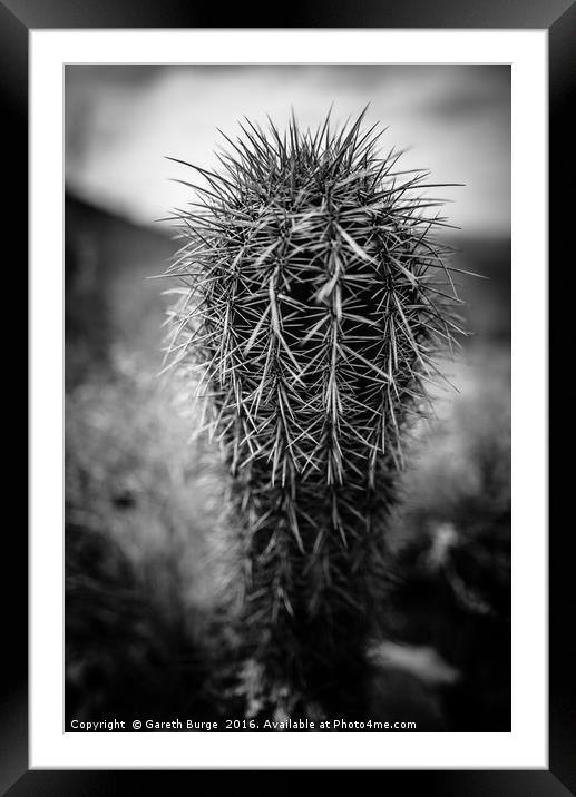 Fish Hook Cactus, Superstition Mountains, Arizona Framed Mounted Print by Gareth Burge Photography
