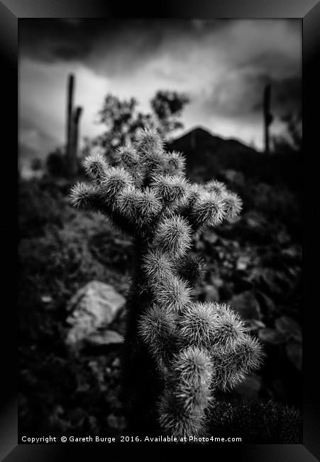 Cholla Cactus, Superstition Mountains, Arizona Framed Print by Gareth Burge Photography
