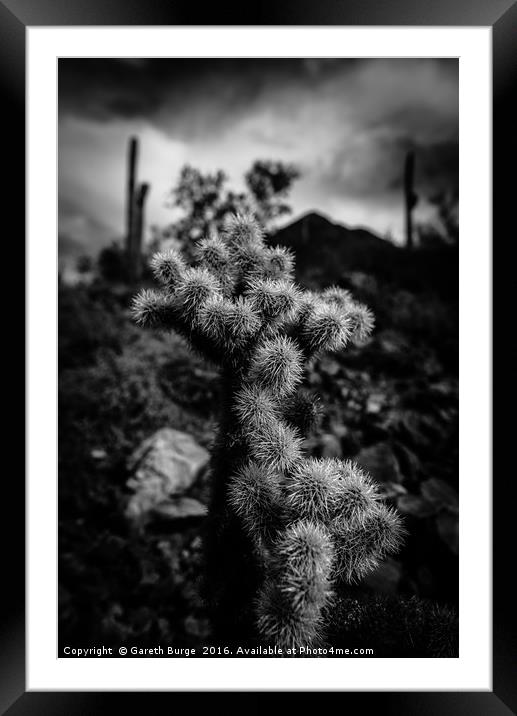 Cholla Cactus, Superstition Mountains, Arizona Framed Mounted Print by Gareth Burge Photography