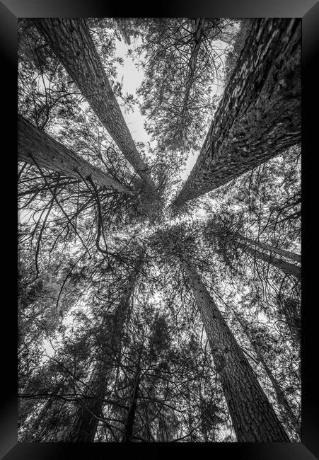 A Convergence of Trees Framed Print by Gareth Burge Photography