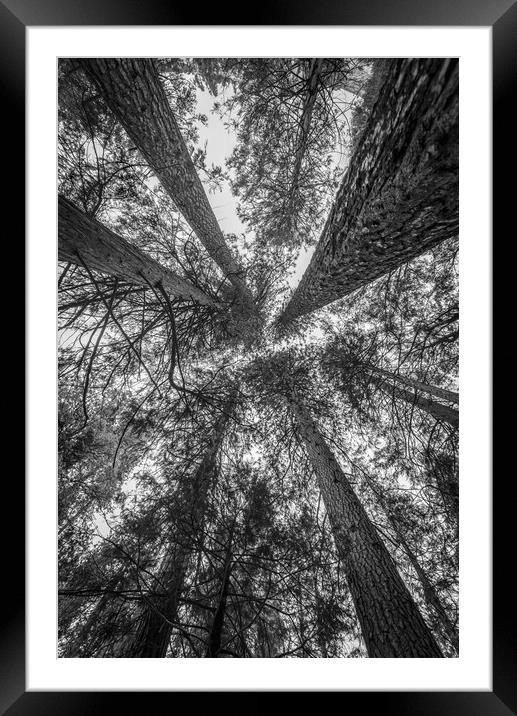 A Convergence of Trees Framed Mounted Print by Gareth Burge Photography
