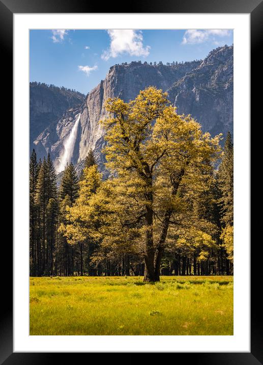 Backlit tree with Yosemite Falls Framed Mounted Print by Gareth Burge Photography