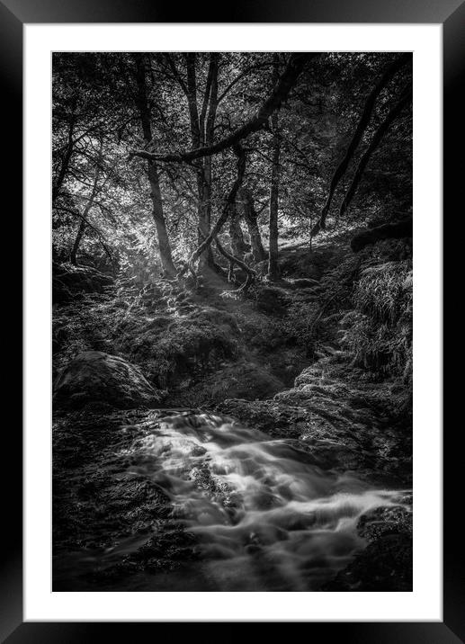 Mono Sunlit Woodland Glade Framed Mounted Print by Gareth Burge Photography