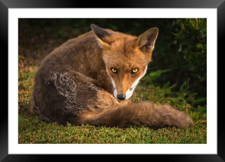 Fox Stare 1 Framed Mounted Print by Gareth Burge Photography
