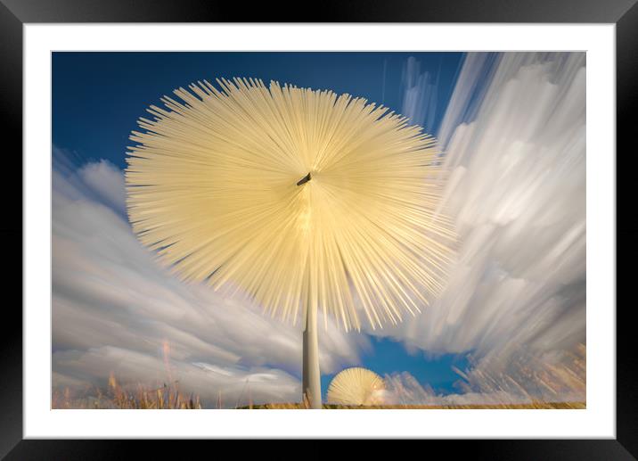 Sun Flower Framed Mounted Print by Gareth Burge Photography