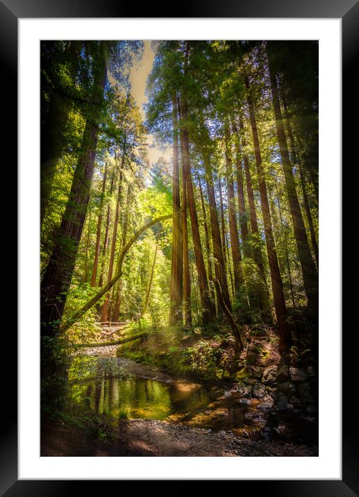 Sunlit Woodland Stream Framed Mounted Print by Gareth Burge Photography