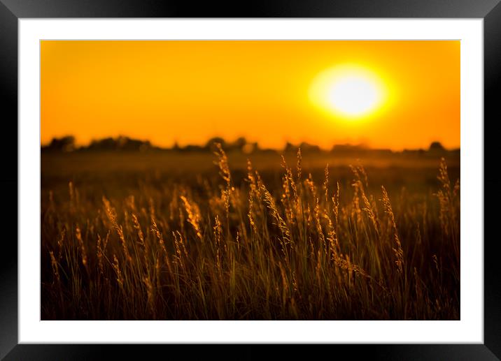 Meadow Grass Sunset Framed Mounted Print by Gareth Burge Photography