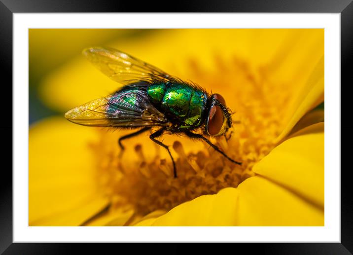 Common Green Bottle Fly 1 Framed Mounted Print by Gareth Burge Photography