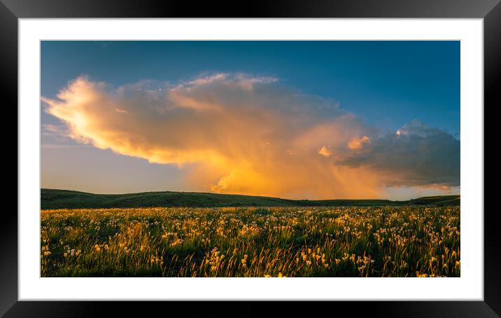 Sego Lilies at Sunset Framed Mounted Print by Gareth Burge Photography