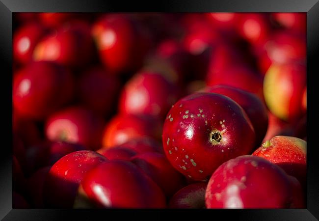 Red Apples in Close-Up Framed Print by Sue Dudley