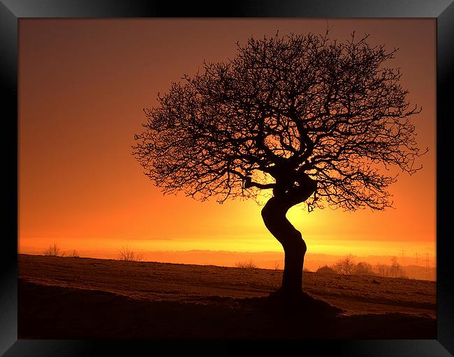 Twisted oak sunset silhouette Framed Print by Sue Dudley
