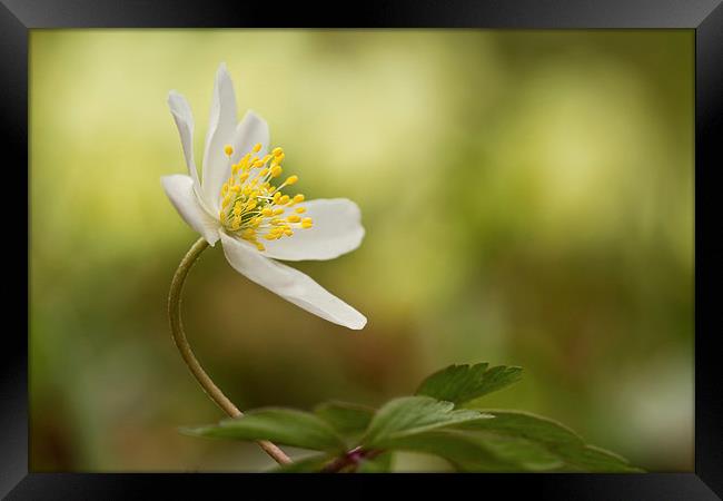 Wood Anemone Framed Print by Sue Dudley