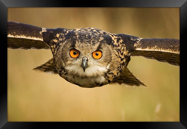 European Eagle Owl in Flight Framed Print by Sue Dudley
