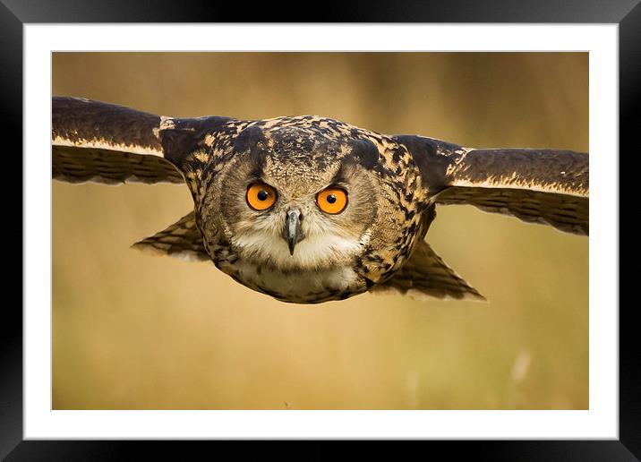 European Eagle Owl in Flight Framed Mounted Print by Sue Dudley