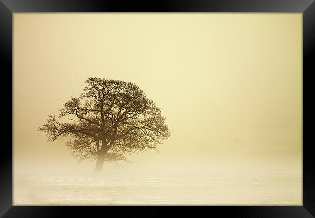 Tree in Mist Framed Print by Sue Dudley