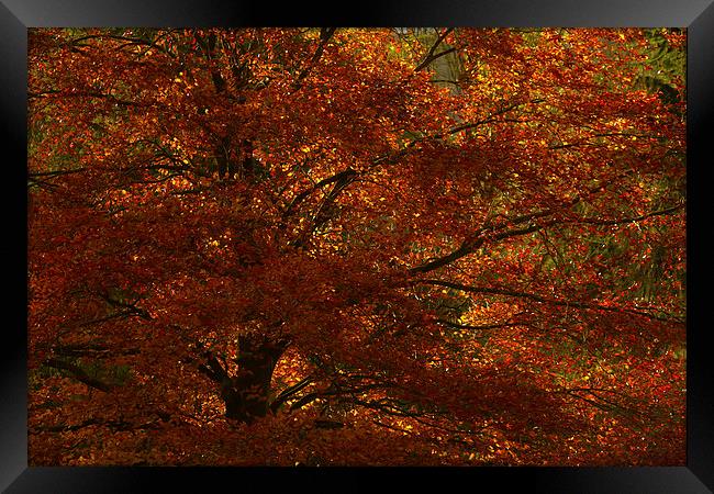 Autumn Tree Framed Print by Sue Dudley