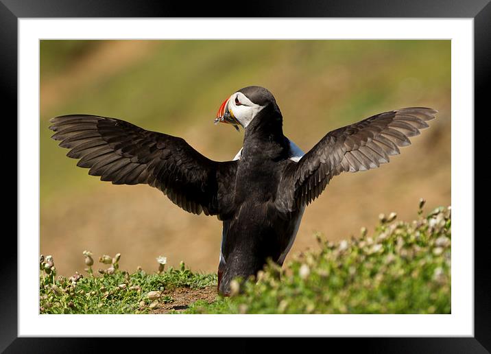 Puffin Posing with Sandeels Framed Mounted Print by Sue Dudley