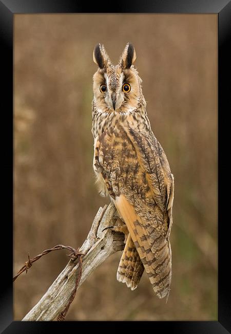 Long-eared Owl Framed Print by Sue Dudley