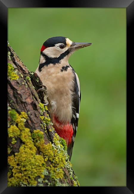 Great Spotted Woodpecker on Tree Trunk Framed Print by Sue Dudley