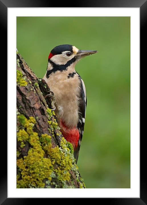 Great Spotted Woodpecker on Tree Trunk Framed Mounted Print by Sue Dudley