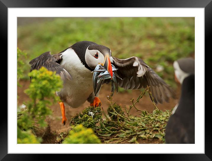 Honey, Im Home! Framed Mounted Print by Sue Dudley