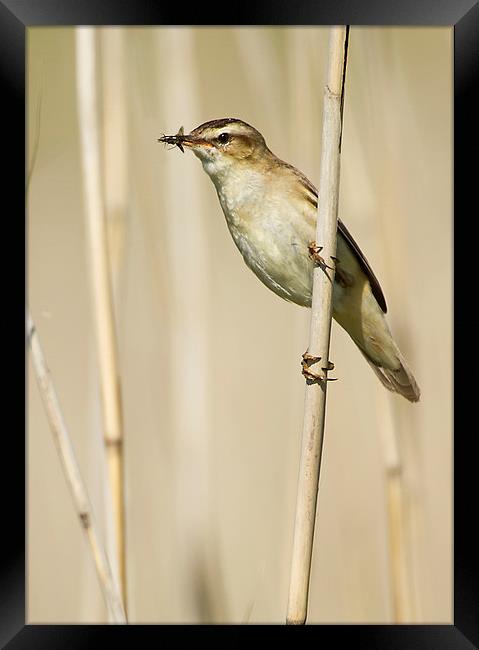 Sedge Warbler with Food Framed Print by Sue Dudley