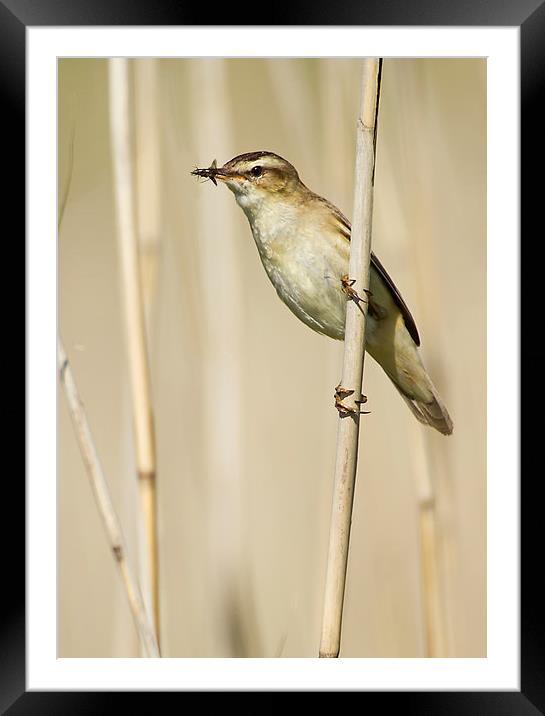 Sedge Warbler with Food Framed Mounted Print by Sue Dudley