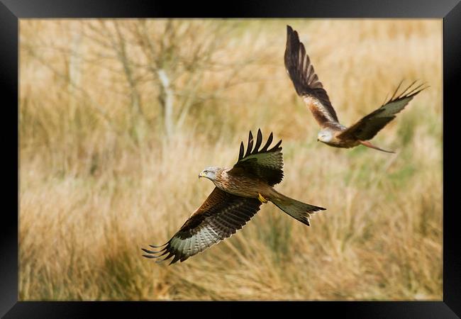 Red Kites in Flight Framed Print by Sue Dudley