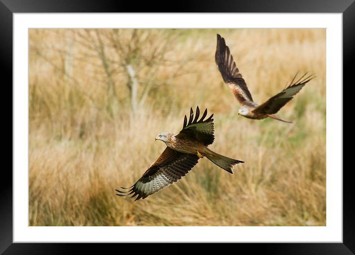Red Kites in Flight Framed Mounted Print by Sue Dudley