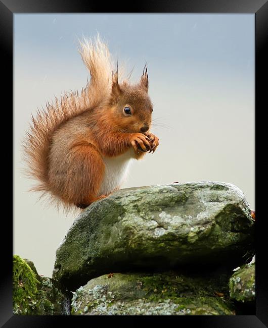Red Squirrel Framed Print by Sue Dudley