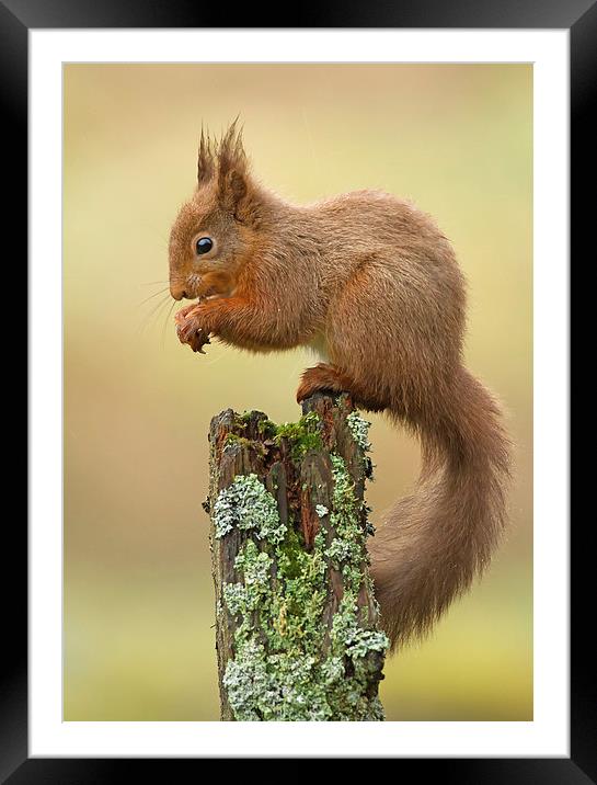 Red Squirrel in the Rain Framed Mounted Print by Sue Dudley